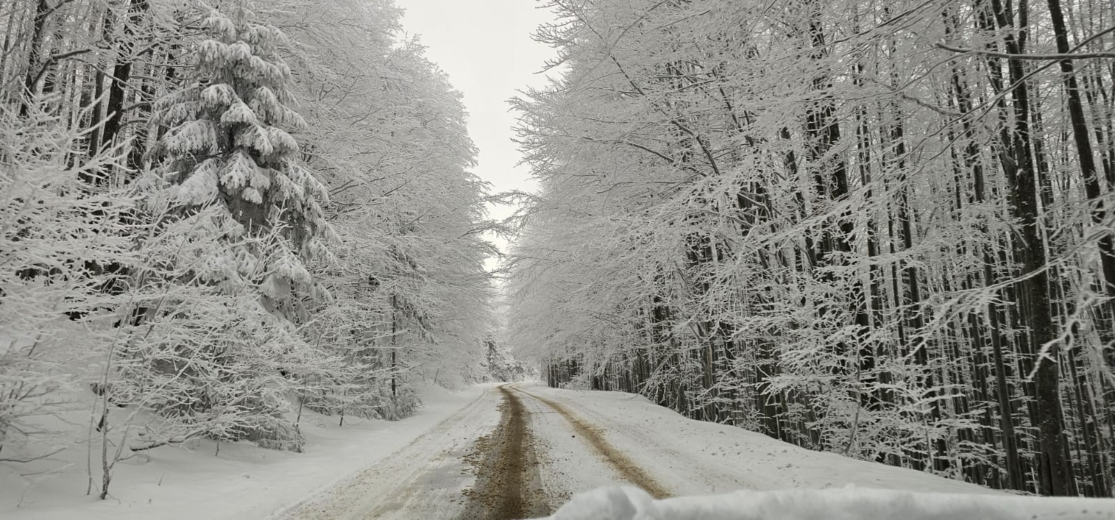 Winter in Weidenthal · gefrorene Wälder